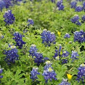 Meet your Posher, Josephine